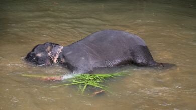 Un elefante, rescatado en Bangladesh tras las inundaciones en la India