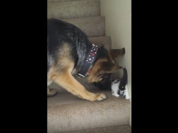 Perro ayudando al gatito a subir las escaleras.