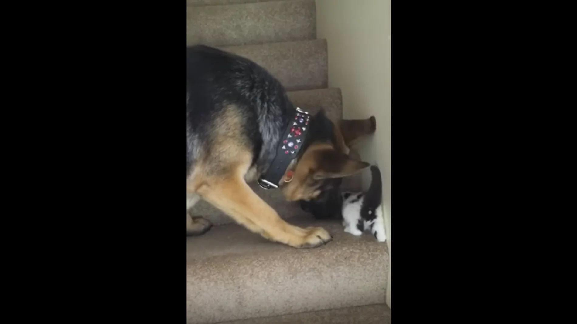 Perro ayudando al gatito a subir las escaleras.