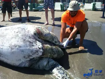 El cadáver de la tortuga en la playa de Aguadulce examinado por un trabajador de Equinac El cadáver de la tortuga en la playa de Aguadulce examinado por un trabajador de Equinac