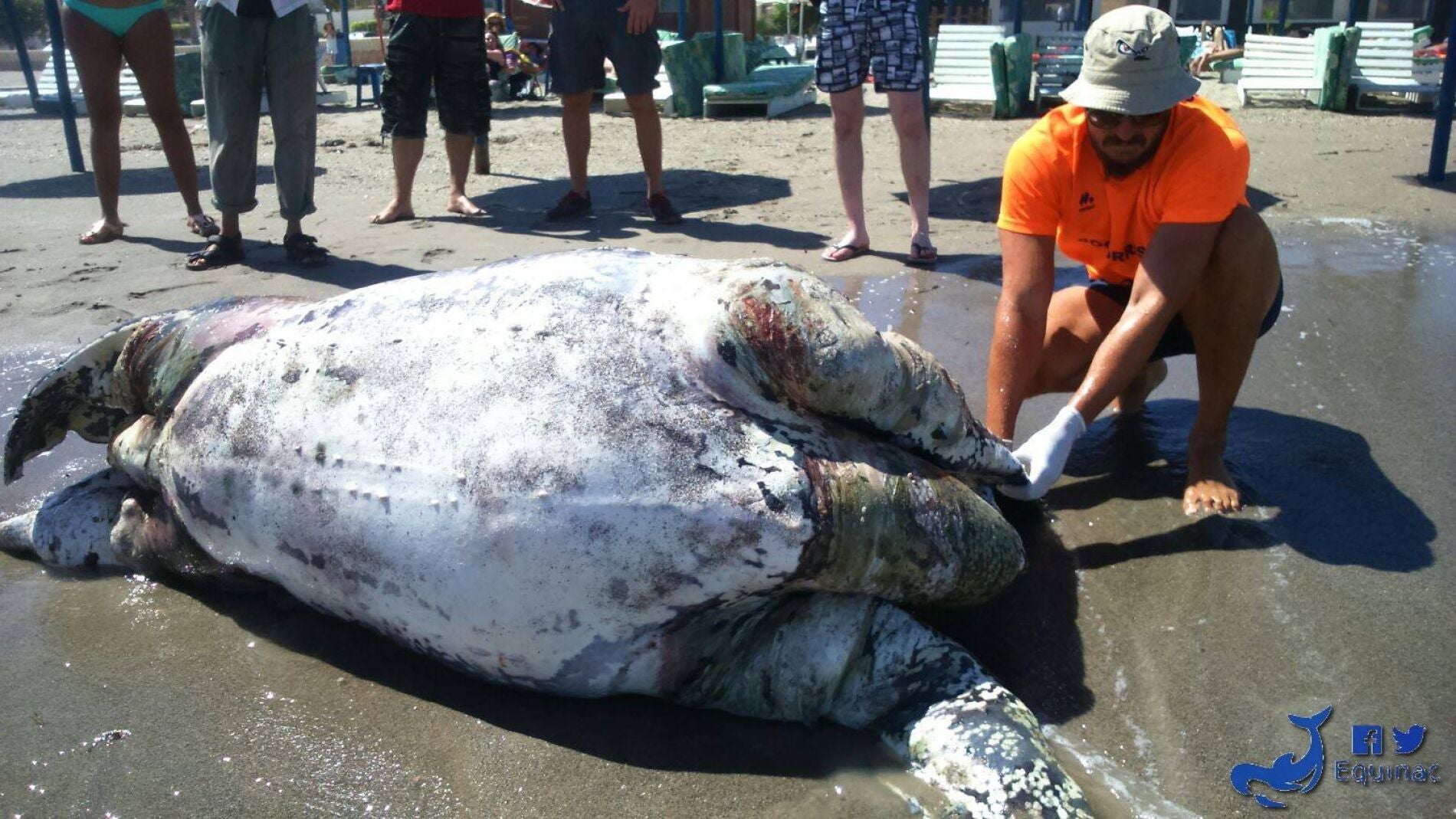 El cad&aacute;ver de la tortuga en la playa de Aguadulce examinado por un trabajador de Equinac
