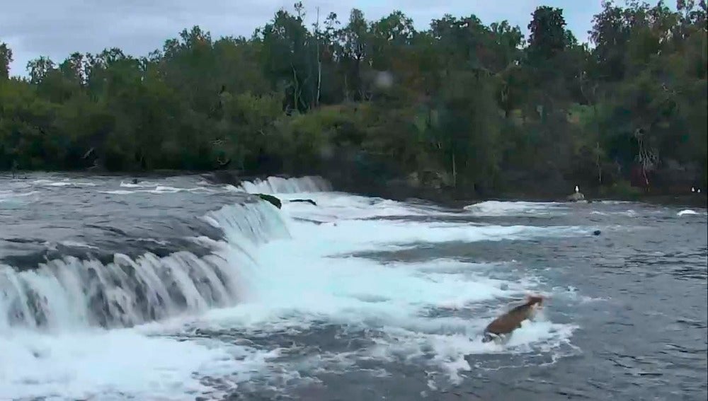 Una osa rescata a sus oseznos de la corriente de un río en Alaska