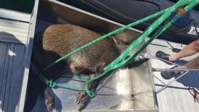 Rescatan a un jabalí que se encontraba en el mar, a una milla de la costa de Guipúzcoa