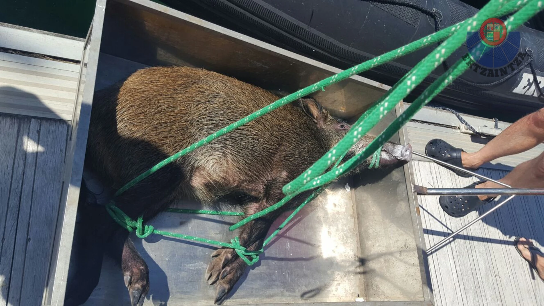 El jabalí, rescatado del mar El jabalí, rescatado del mar