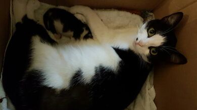 En busca de un nuevo hogar para Mia, la gatita que nació con una deformación en las patas