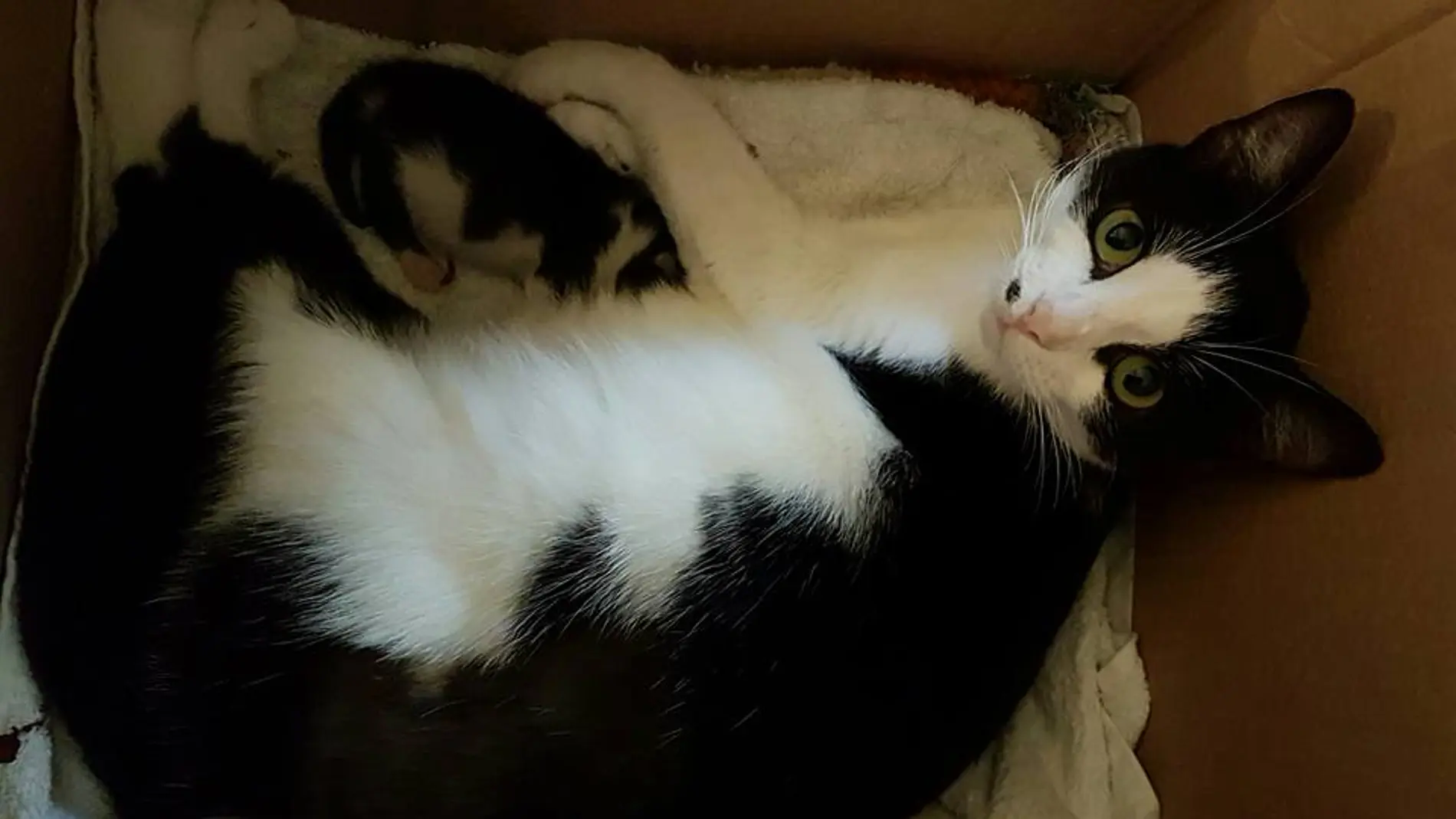 La pequeña Mia y su madre La pequeña Mia y su madre