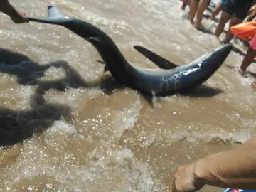 Una tintorera varada en Mazarrón Una tintorera varada en Mazarrón