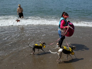 Los bañistas disfrutan de sus mascotas en vacaciones