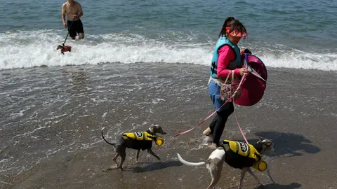 Los bañistas disfrutan de sus mascotas en vacaciones Los bañistas disfrutan de sus mascotas en vacaciones