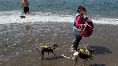Las mascotas ya pueden disfrutar de las vacaciones en su propia playa particular 