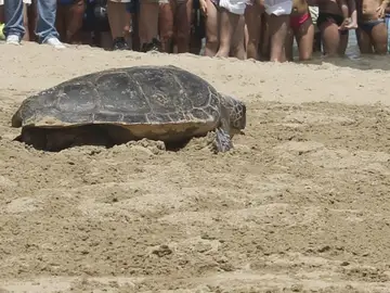 Ejemplar de tortuga boba Ejemplar de tortuga boba
