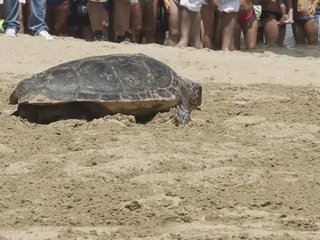 Ejemplar de tortuga boba Ejemplar de tortuga boba