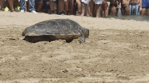 Ejemplar de tortuga boba