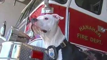 Jake luce su placa junto al camión del cuerpo de bomberos de Hanahan Jake luce su placa junto al camión del cuerpo de bomberos de Hanahan