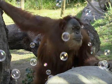 Orangután de San Diego