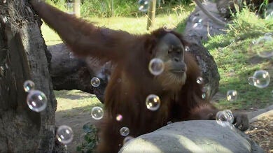 El divertido vídeo que muestra como juegan los orangutanes con pompas de jabón