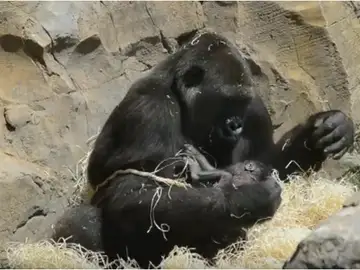 Nalani, la gorila que da a luz a Ebo, la primera cría de origen valenciano. Nalani, la gorila que da a luz a Ebo, la primera cría de origen valenciano.