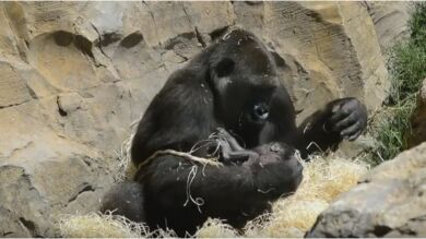 Nalani, la madre que da a luz al primer gorila valenciano a la vista del público en el Bioparc de Valencia 