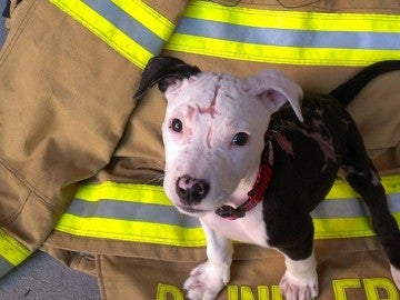 Jake, el perro bombero que luce sus recuperadas cicatrices