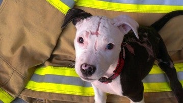 Jake, el perro bombero que luce sus recuperadas cicatrices