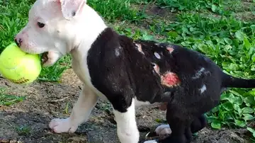 Jake durante la recuperación del 75% de quemaduras que sufría su cuerpo Jake durante la recuperación del 75% de quemaduras que sufría su cuerpo