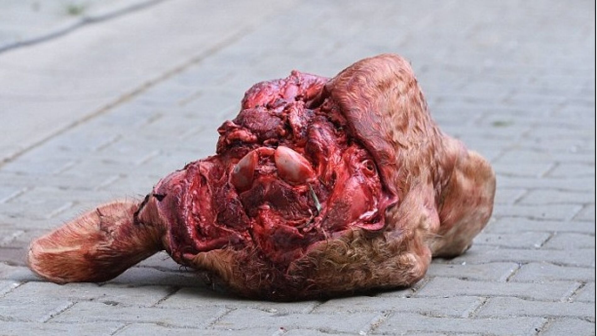 Lanzan una cabeza de toro en un partido de la Copa alemana