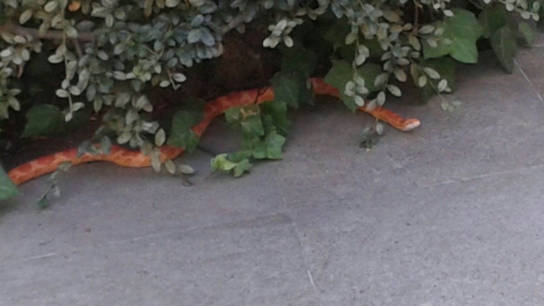 Encuentran una serpiente en un edificio de Majadahonda