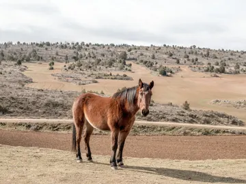Una yegua en el campo Una yegua en el campo