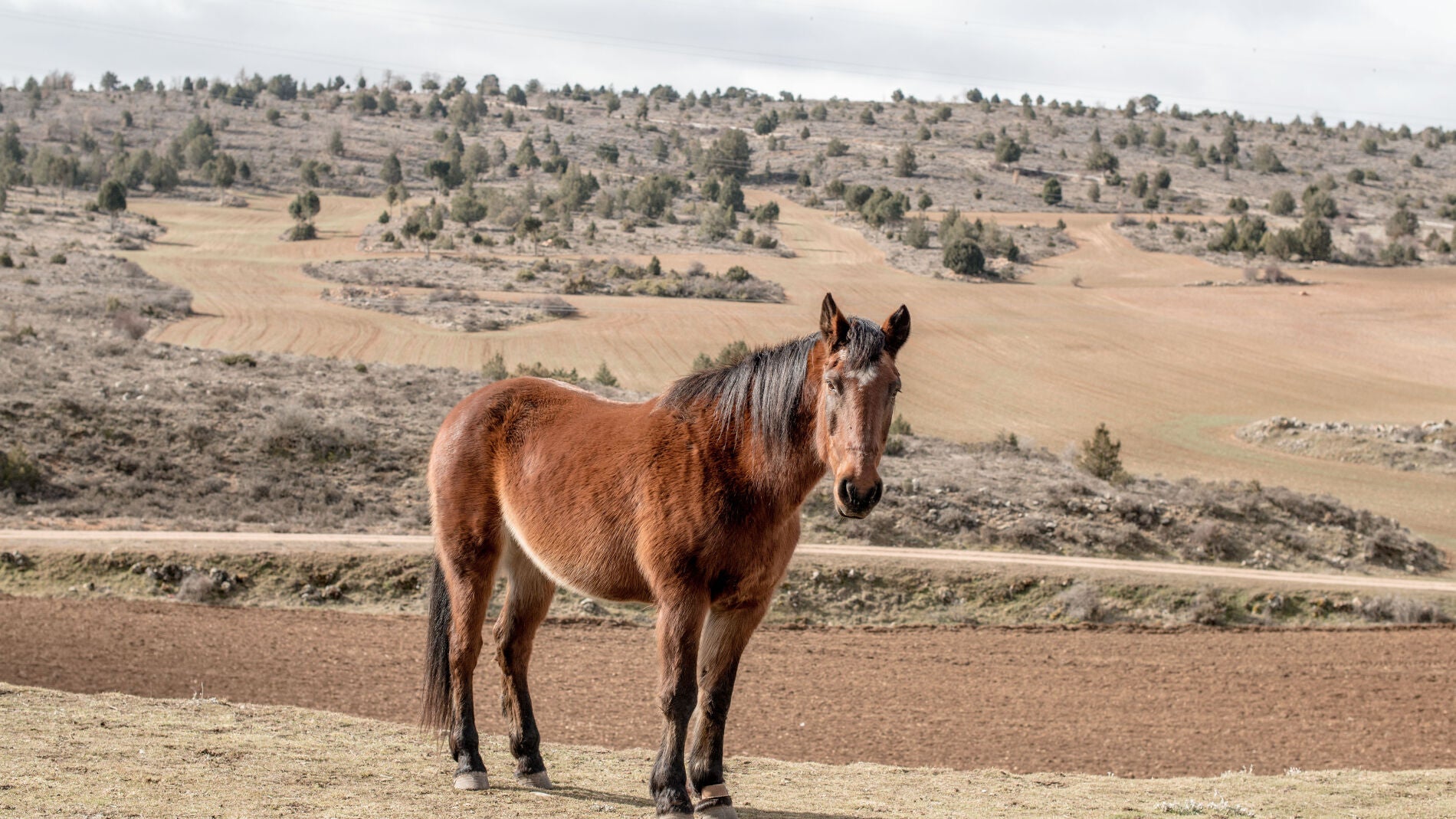 Una yegua en el campo
