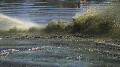 Las algas proliferan este año en las costas españolas por el cambio climático y la contaminación, según un experto