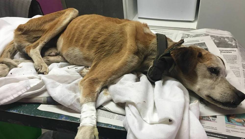 Váli, en el centro veterinario