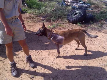 El perro Shaya en la reserva natural que protege El perro Shaya en la reserva natural que protege