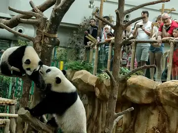 El pequeño panda Nuan Nuan juega con su madre Liang Liang durante las celebraciones por el décimo aniversario de los progenitores. El pequeño panda Nuan Nuan juega con su madre Liang Liang durante las celebraciones por el décimo aniversario de los progenitores.