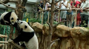 El pequeño panda Nuan Nuan juega con su madre Liang Liang durante las celebraciones por el décimo aniversario de los progenitores. 