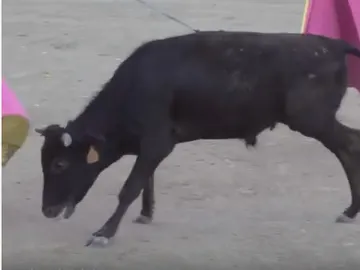 Un becerro de menos de un año en Valmojado, en Toledo Un becerro de menos de un año en Valmojado, en Toledo