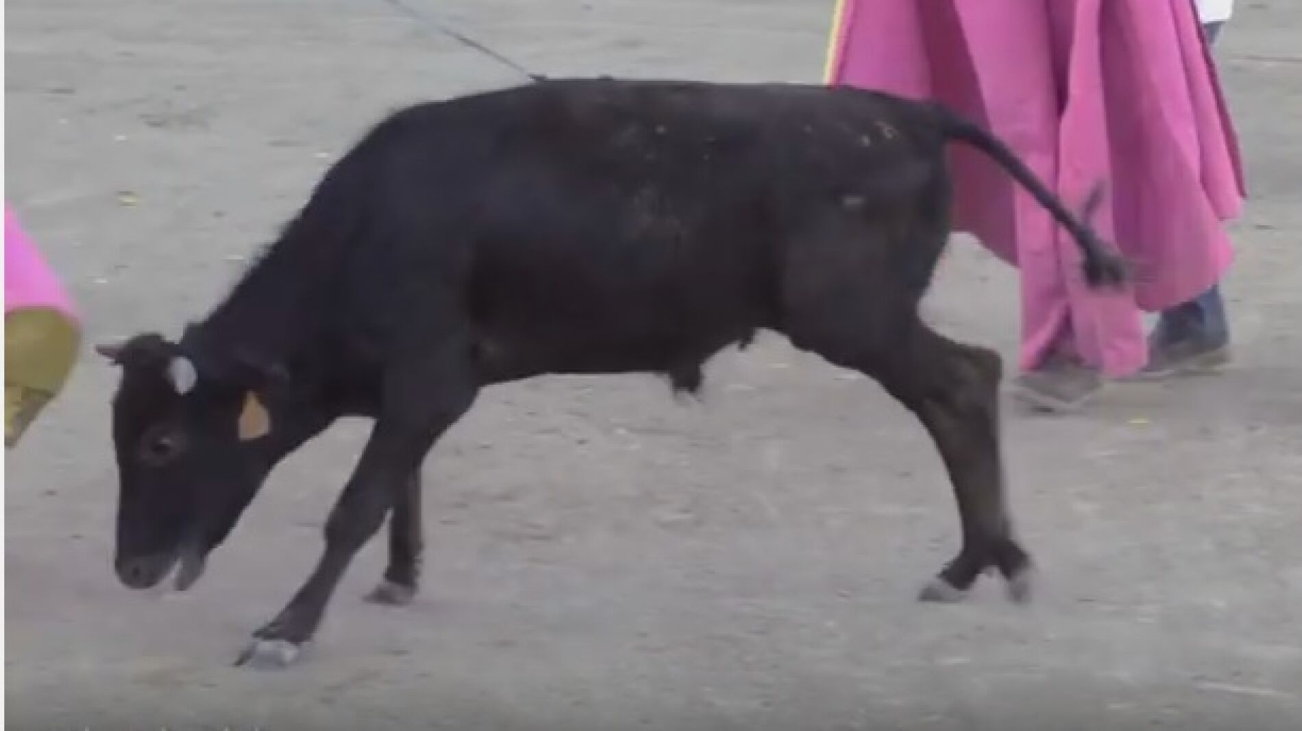 Un becerro de menos de un a&ntilde;o en Valmojado, en Toledo