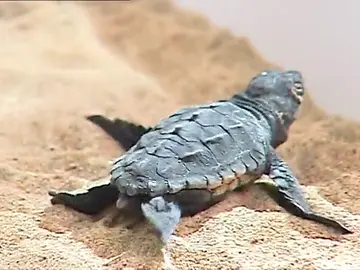 Tortuga Caretta Caretta en València Tortuga Caretta Caretta en València