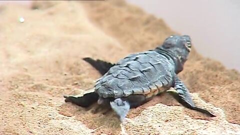 Tortuga Caretta Caretta en Val&egrave;ncia 