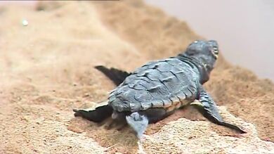 Nacen las primeras 21 tortugas boba del nido custodiado en El Saler