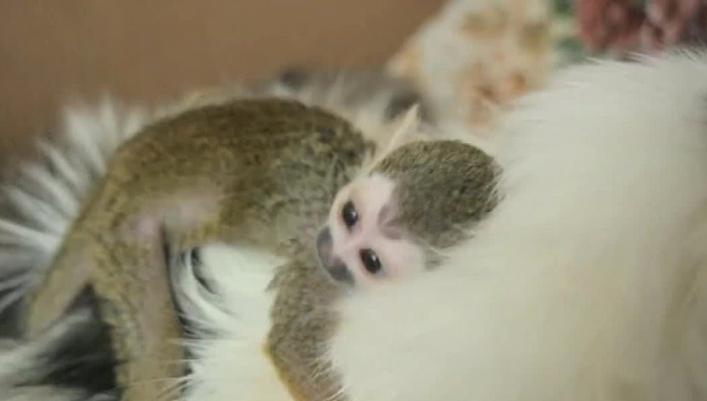 Una gata de 16 años ha adoptado a un pequeño mono ardilla rechazado por su madre.