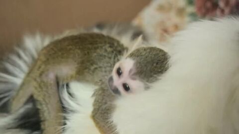 Una gata de 16 a&ntilde;os ha adoptado a un peque&ntilde;o mono ardilla rechazado por su madre.
