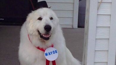 Duke, el perro elegido por tercera vez como alcalde de Cormant
