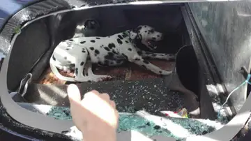 La Policía Local de Badajoz, con la ayuda de un veterinario, ha rescatado un perro que se encontraba encerrado La Policía Local de Badajoz, con la ayuda de un veterinario, ha rescatado un perro que se encontraba encerrado