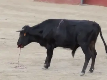 Imagen de la becerrada Imagen de la becerrada