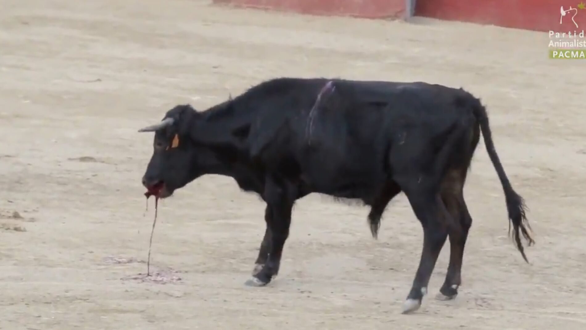 Imagen de la becerrada