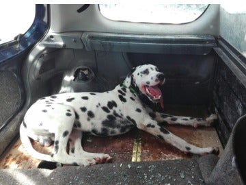 Rescate de un perro encerrado en un coche en el aparcamiento de un centro comercial