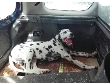 Rescate de un perro encerrado en un coche en el aparcamiento de un centro comercial Rescate de un perro encerrado en un coche en el aparcamiento de un centro comercial