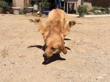 Rexi, el perro con las patas delanteras al revés