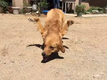 Rexi, el perro con las patas delanteras al revés Rexi, el perro con las patas delanteras al revés