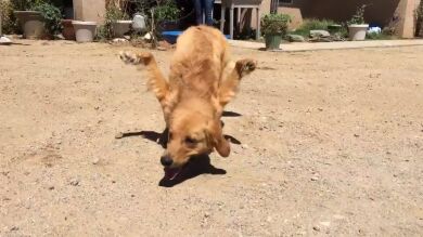 La peculiaridad de 'Rexi', nació con las patas delanteras al revés